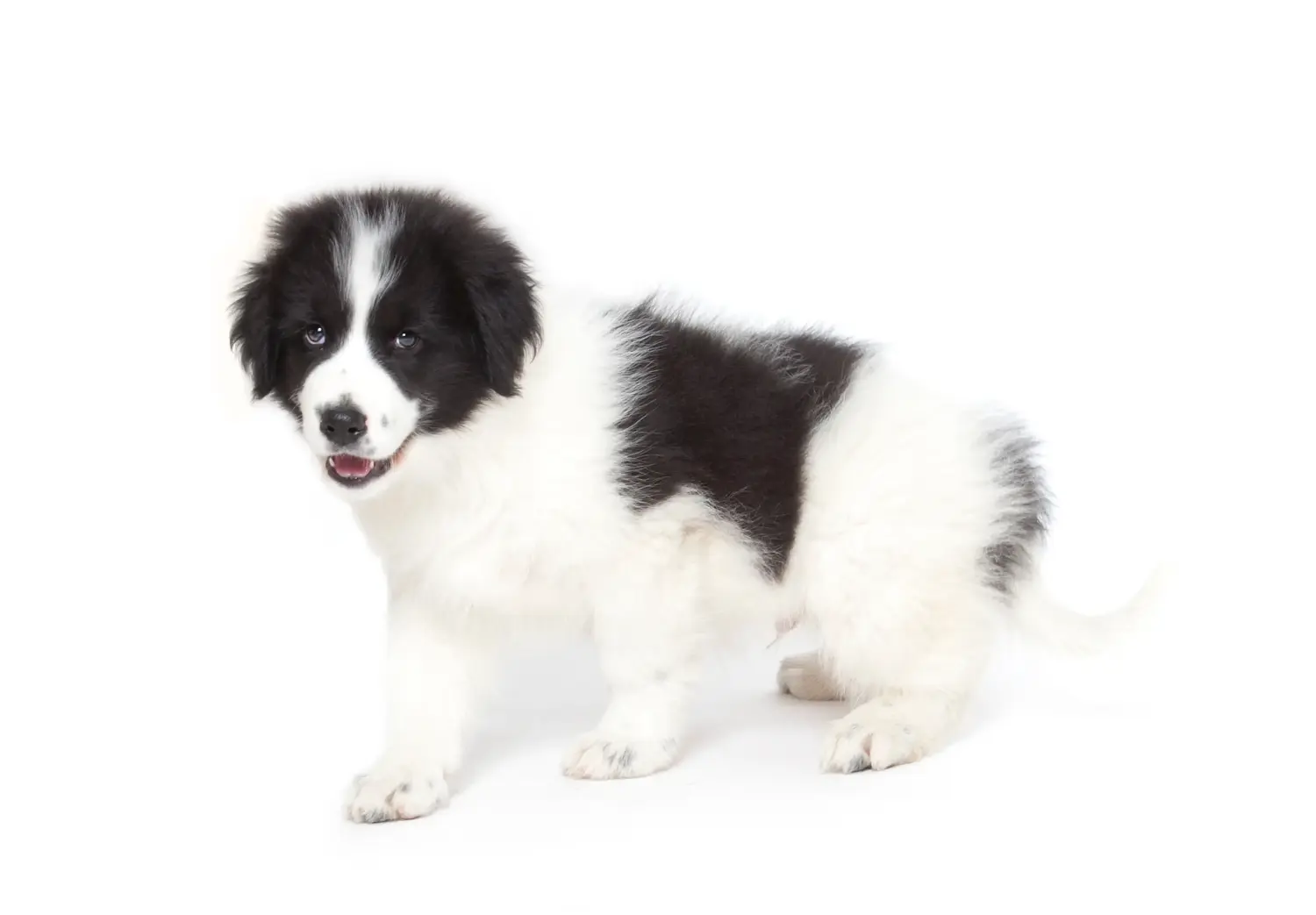 Bir Tornjak yavrusu satın almak sorumluluk almak demektir! Tornjak yavru köpekleri satın alın.