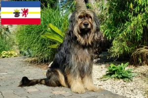 Read more about the article Mecklenburg-Vorpommern’de Wäller yetiştiricileri ve köpek yavruları