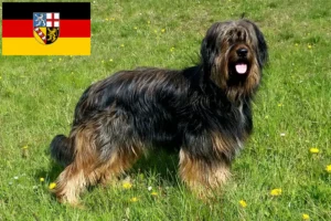 Read more about the article Saarland’da Wäller yetiştiricileri ve köpek yavruları