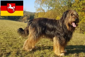 Read more about the article Aşağı Saksonya’da Wäller yetiştiricileri ve köpek yavruları