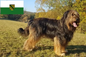 Read more about the article Saksonya’da Wäller yetiştiricileri ve köpek yavruları