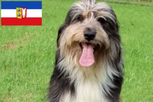 Read more about the article Schleswig-Holstein’da Wäller yetiştiricileri ve köpek yavruları