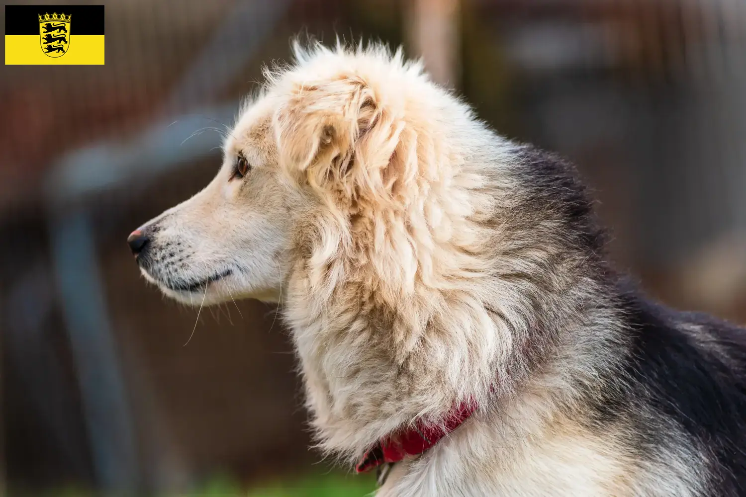 Aidi yavru köpek ve yetiştiricileri Baden-Württemberg Burada Baden-Württemberg'deki Aidis yetiştiricilerini bulabilirsiniz.
