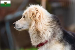 Read more about the article Saksonya’da Aidi yetiştiricileri ve köpek yavruları