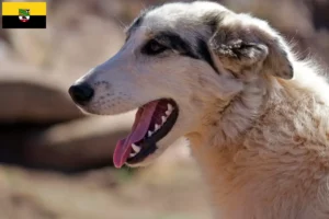 Read more about the article Saksonya-Anhalt’da Aidi yetiştiricileri ve köpek yavruları