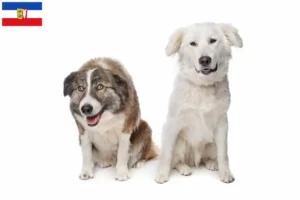 Read more about the article Schleswig-Holstein’da Aidi yetiştiricileri ve köpek yavruları