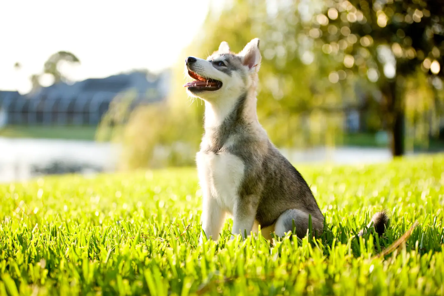 Bir Alaska Klee Kai yavrusu satın almak sorumluluk almak demektir! Alaska Klee Kai yavru köpekleri satın alın.