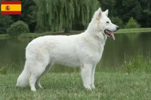 Read more about the article İspanya’da Beyaz İsviçre Çoban Köpeği Yetiştiricisi ve Yavruları