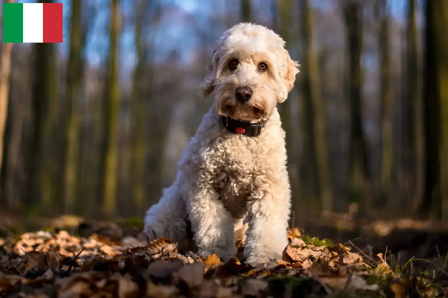 Cockapoo yavruları ve yetiştiricileri İtalya Burada İtalya'daki Cockapoos yetiştiricilerini bulabilirsiniz.