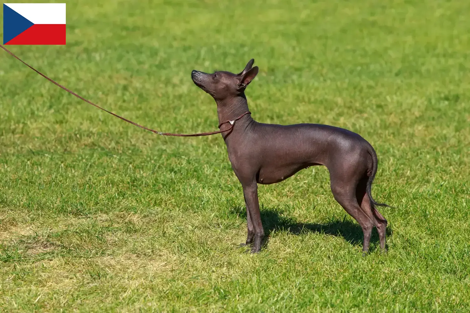 Read more about the article Çek Cumhuriyeti’nde Tüysüz Perulu Köpek Yetiştiricisi ve Yavruları