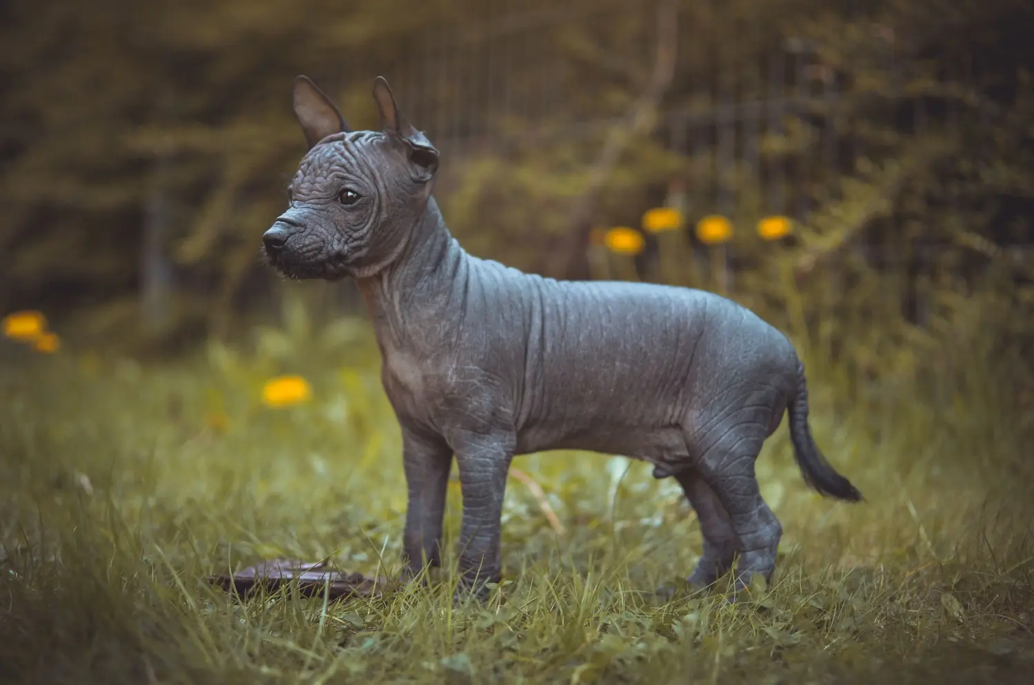 Yavru bir Peru Tüysüz Köpeği satın almak sorumluluk almak demektir! Peru Tüysüz Köpek yavruları satın alın.