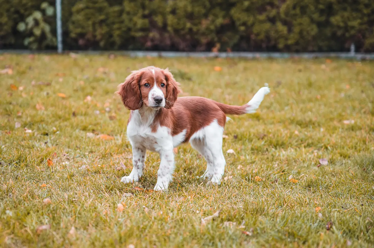 Bir Welsh Springer Spaniel yavrusu satın almak sorumluluk almak demektir! Welsh Springer Spaniel yavru köpek satın alın.