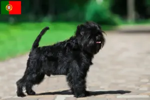 Read more about the article Portekiz’de Affenpinscher yetiştiricileri ve köpek yavruları