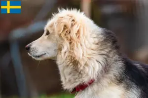 Read more about the article İsveç’te Aidi yetiştiricileri ve köpek yavruları