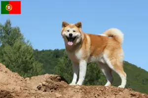 Read more about the article Portekiz’deki Akita yetiştiricileri ve köpek yavruları