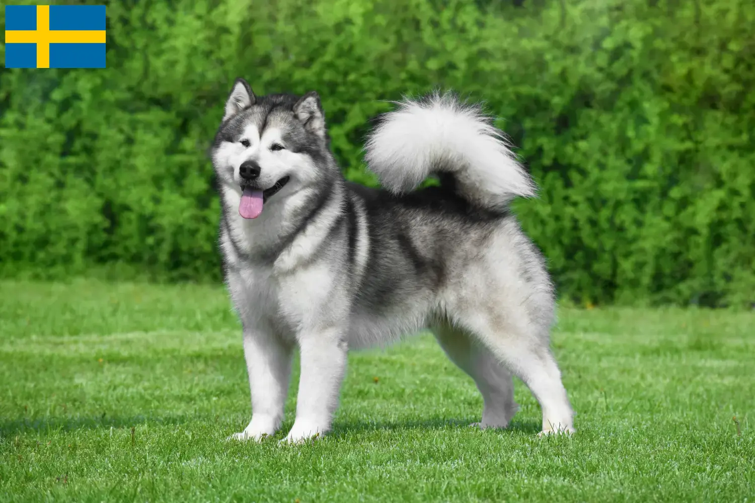 Read more about the article İsveç’te Alaskan Malamute yetiştiricileri ve köpek yavruları