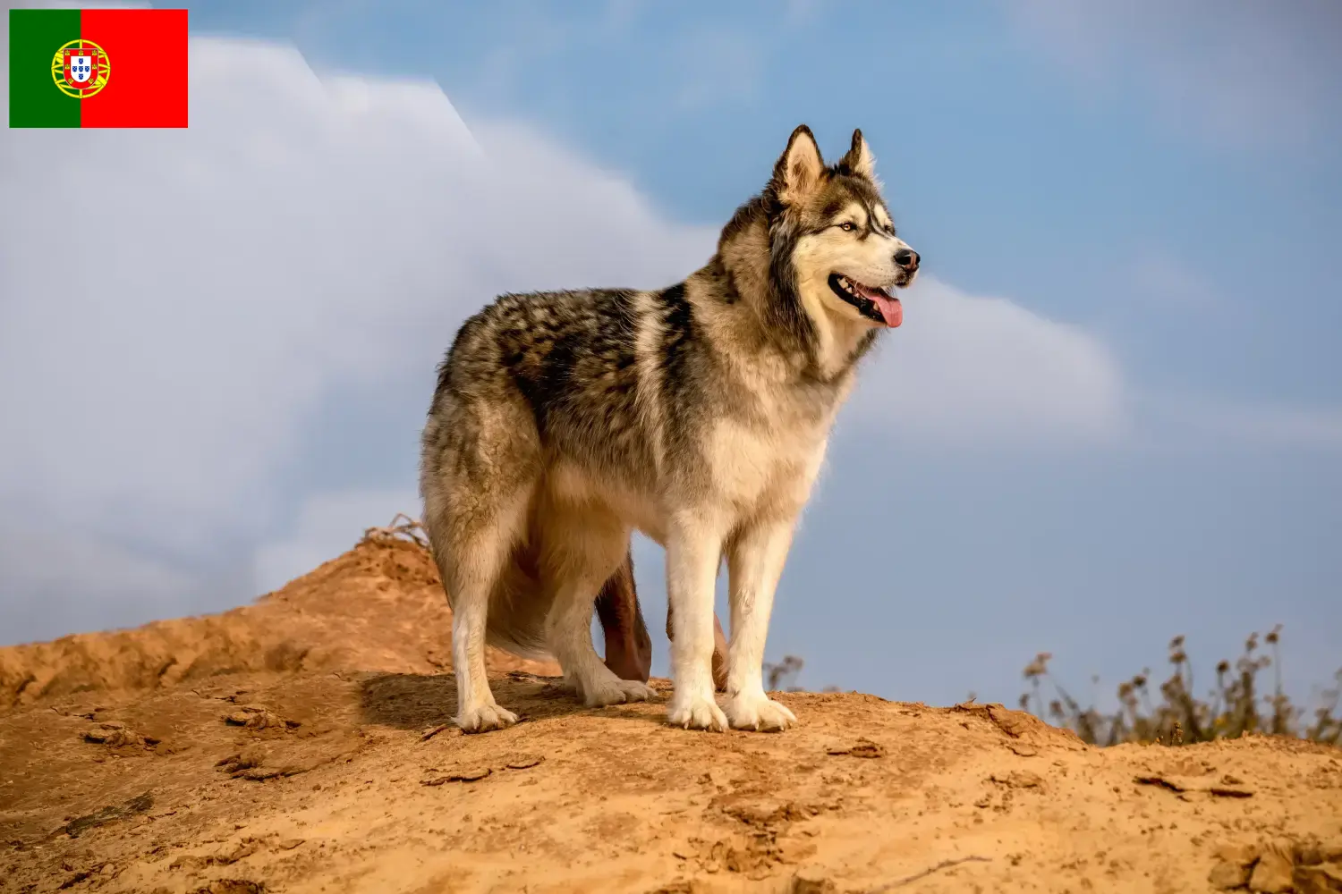 Read more about the article Portekiz’de Alaskan Malamute yetiştiricileri ve köpek yavruları