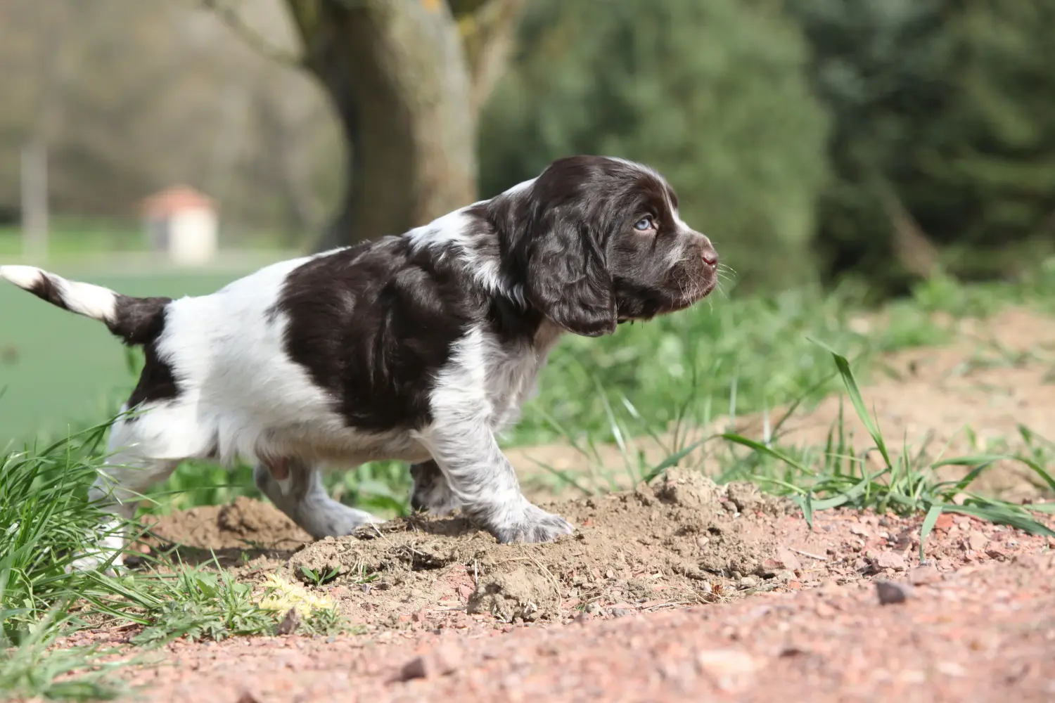 Bir Alman bekçi köpeği yavrusu satın almak sorumluluk almak demektir! Alman bekçi köpeği yavruları satın alın.
