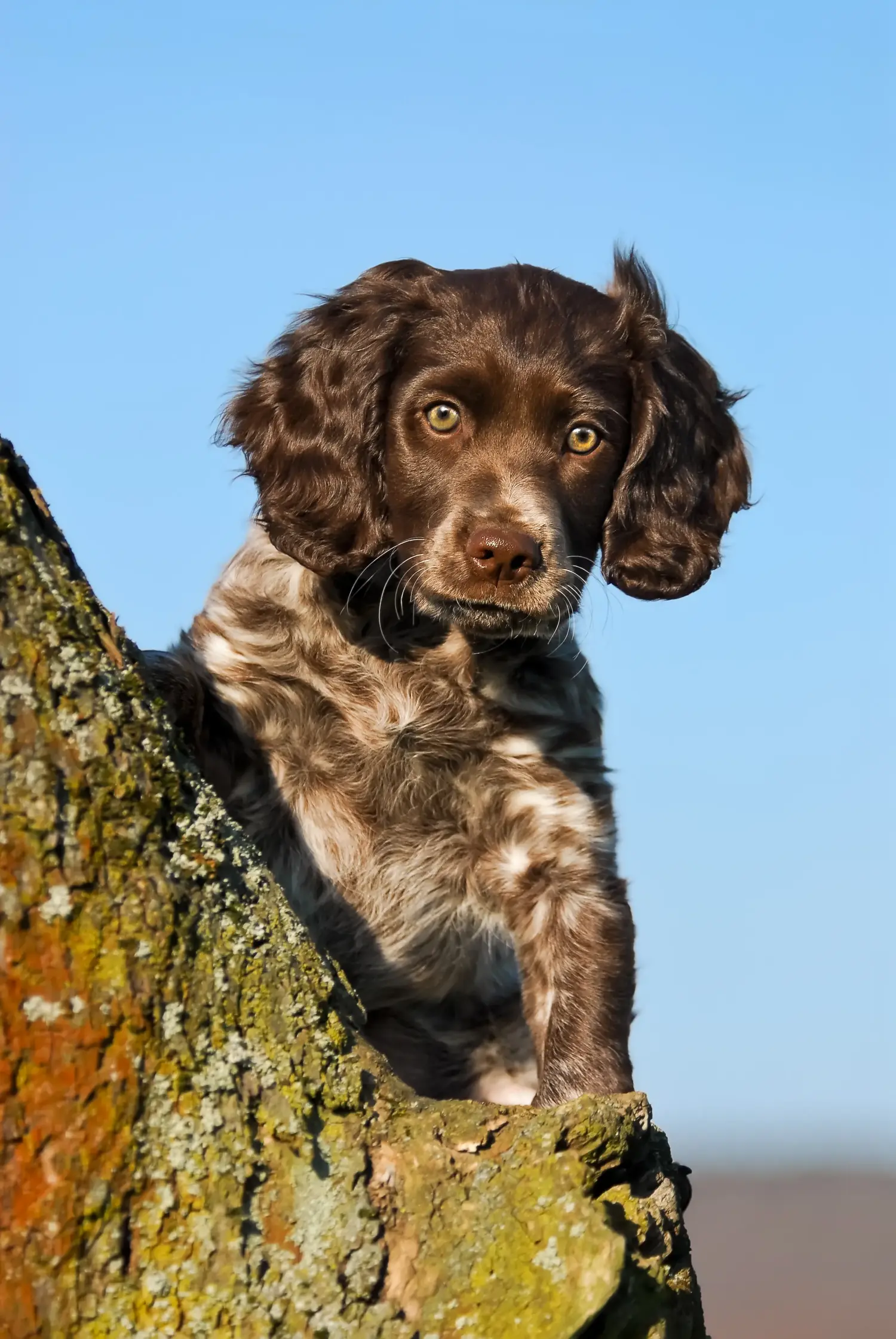 Bir Alman bekçi köpeği yavrusu satın almak sorumluluk almak demektir! Alman bekçi köpeği yavruları satın alın.