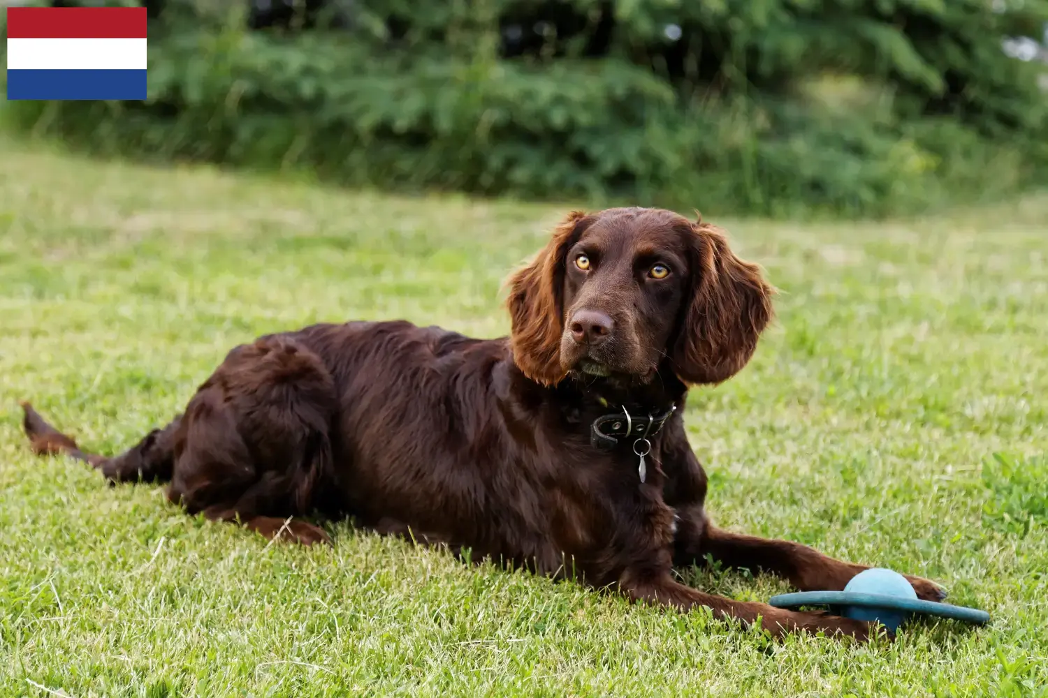 Read more about the article Hollanda’da Alman bekçi köpeği yetiştiricileri ve yavruları