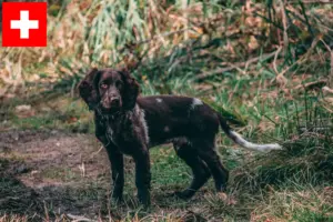 Read more about the article İsviçre’de Alman bekçi köpeği yetiştiricileri ve yavruları