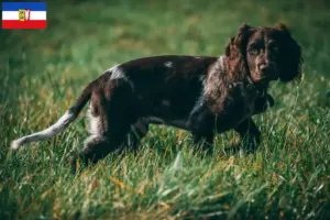 Read more about the article Schleswig-Holstein’da Alman bekçi köpeği yetiştiricileri ve yavruları