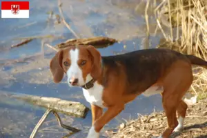 Read more about the article Brandenburg’da Alman Bracke yetiştiricileri ve köpek yavruları