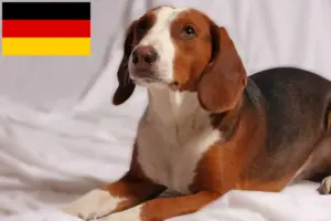 Read more about the article Almanya’da Alman Bracke yetiştiricileri ve köpek yavruları