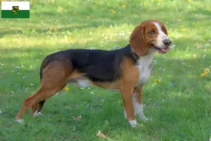 Read more about the article Saksonya’da Alman Bracke yetiştiricileri ve köpek yavruları