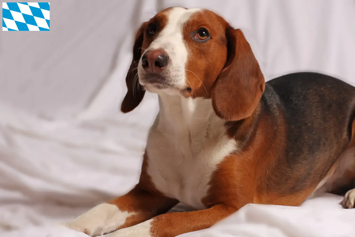 Alman Bracke yavru köpek ve yetiştiricileri Bavyera Burada Bavyera'daki Alman Bracken yetiştiricilerini bulabilirsiniz.