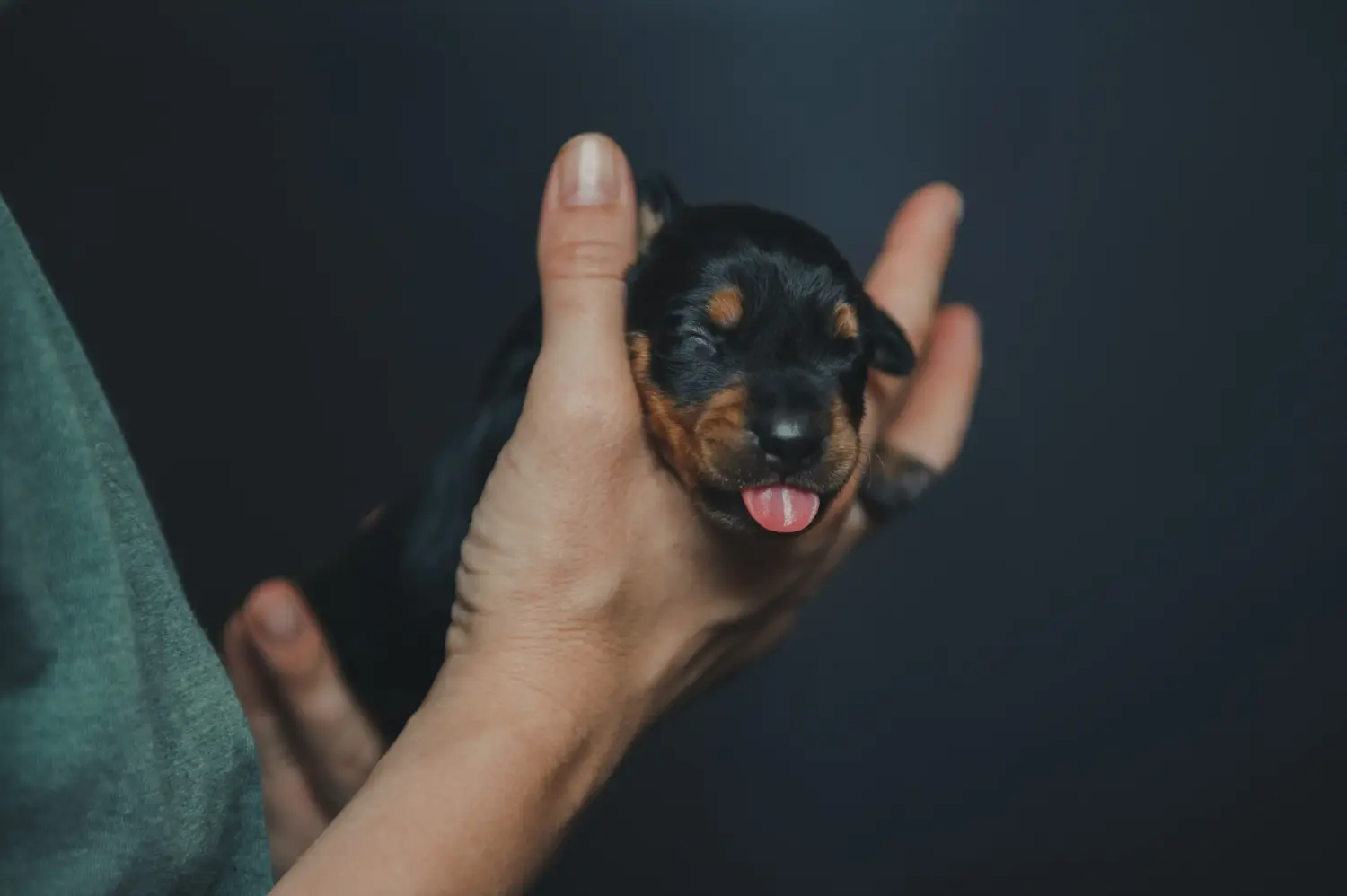 Bir Alman Pinscher yavrusu satın almak sorumluluk almak demektir! Alman Pinscher yavru köpekleri satın alın.