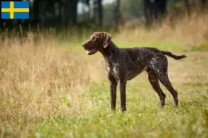 Read more about the article İsveç’te Alman Shorthair yetiştiricileri ve yavru köpekler