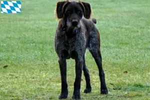Read more about the article Bavyera’da Alman Stichelhaar yetiştiricileri ve yavru köpekler