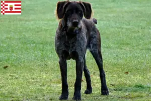Read more about the article Bremen’de Alman Stichelhaar yetiştiricileri ve köpek yavruları