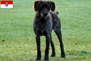 Read more about the article Hessen’de Alman Stichelhaar yetiştiricileri ve köpek yavruları