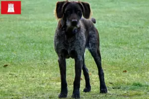 Read more about the article Hamburg’da Alman Stichelhaar yetiştiricileri ve köpek yavruları
