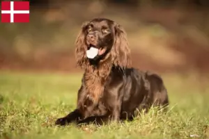 Read more about the article Danimarka’da Uzun Tüylü Alman Yetiştiricileri ve Yavru Köpekler