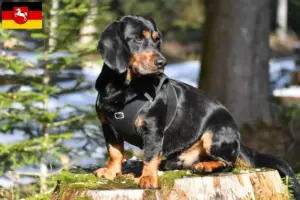 Read more about the article Aşağı Saksonya’da Alpine Dachsbracke yetiştiricileri ve köpek yavruları