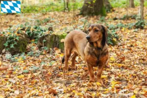 Read more about the article Bavyera’da Alpine Dachsbracke yetiştiricileri ve köpek yavruları