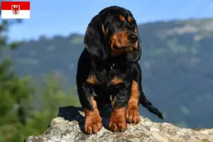 Read more about the article Brandenburg’da Alpine Dachsbracke yetiştiricileri ve köpek yavruları