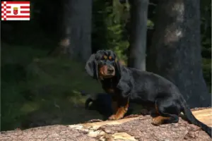 Read more about the article Bremen’de Alpine Dachsbracke yetiştiricileri ve köpek yavruları
