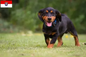 Read more about the article Hessen’de Alpine Dachsbracke yetiştiricileri ve köpek yavruları