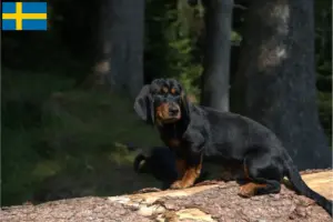 Read more about the article İsveç’te Alpine Dachsbracke yetiştiricileri ve köpek yavruları