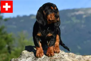 Read more about the article İsviçre’de Alpine Dachsbracke yetiştiricileri ve köpek yavruları