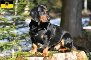 Read more about the article Baden-Württemberg’de Alpine Dachsbracke yetiştiricileri ve köpek yavruları
