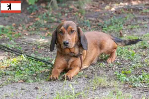 Read more about the article Berlin’de Alpine Dachsbracke yetiştiricileri ve köpek yavruları