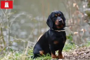 Read more about the article Hamburg’da Alpine Dachsbracke yetiştiricileri ve köpek yavruları