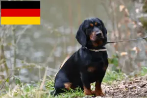 Read more about the article Almanya’da Alpine Dachsbracke yetiştiricileri ve köpek yavruları