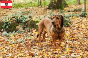 Read more about the article Avusturya’da Alpine Dachsbracke yetiştiricileri ve köpek yavruları