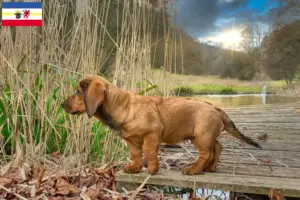 Read more about the article Mecklenburg-Vorpommern’de Alpine Dachsbracke yetiştiricileri ve köpek yavruları